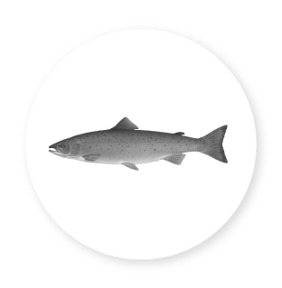 icon circle salmon